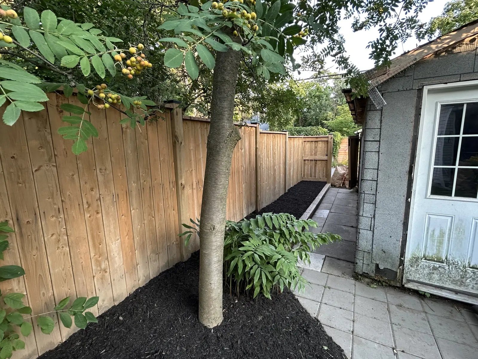 Cleared and freshly mulched shade garden beside a shed