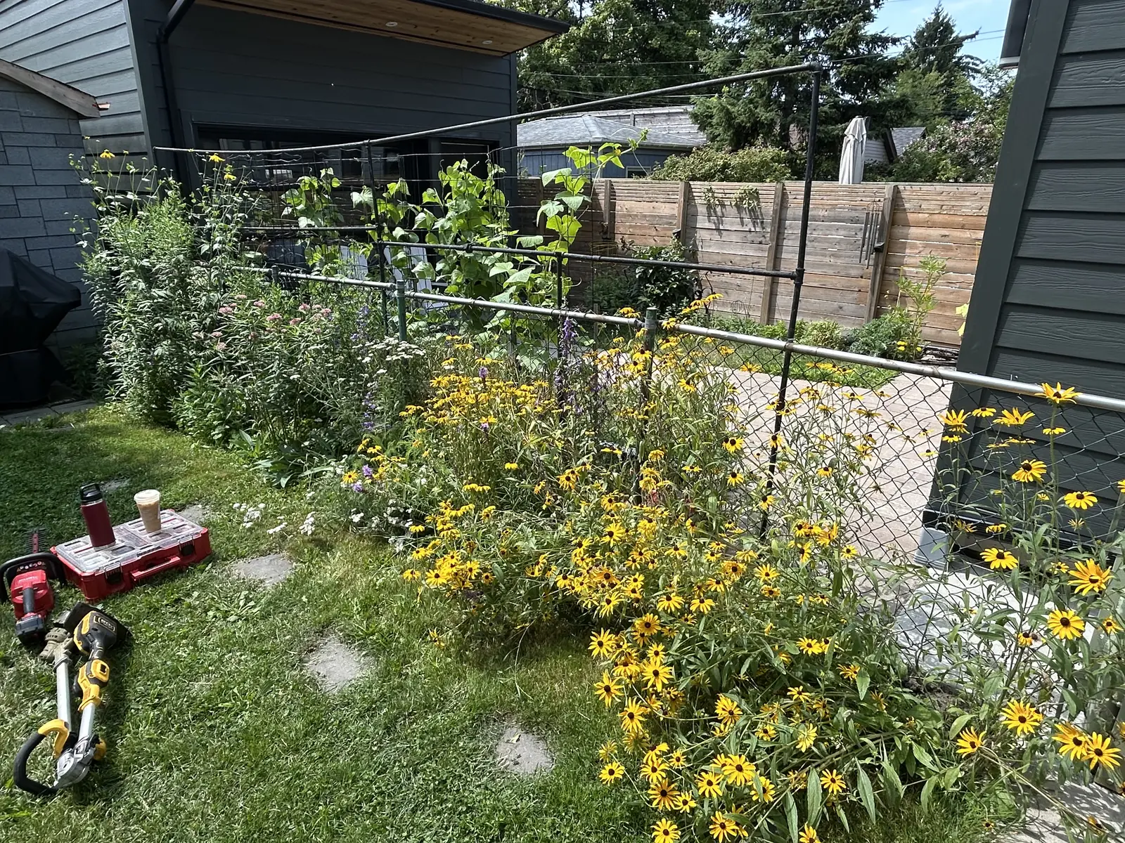 Overgrown backyard before landscaping