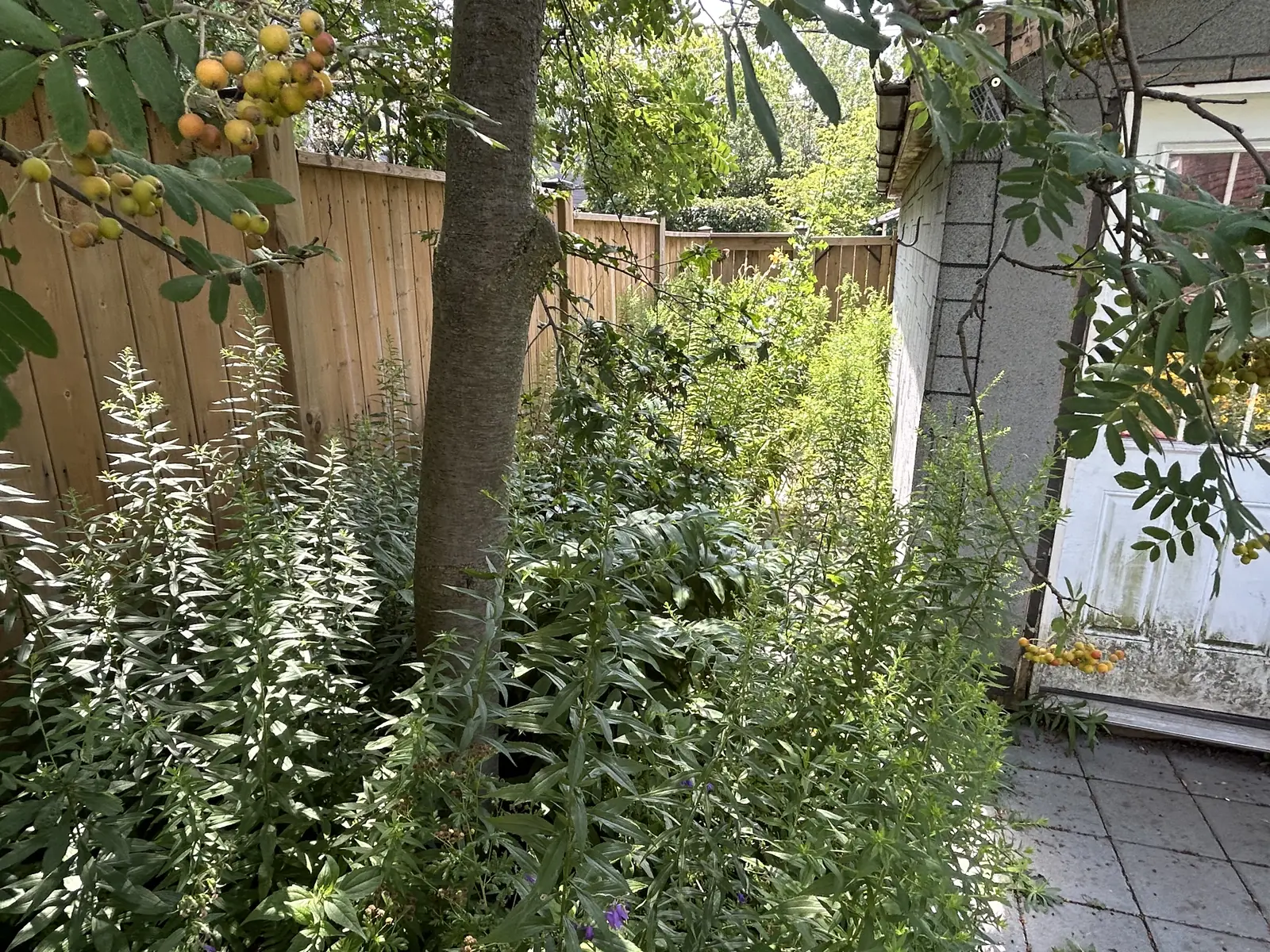 Overgrown shaded side garden before seasonal care