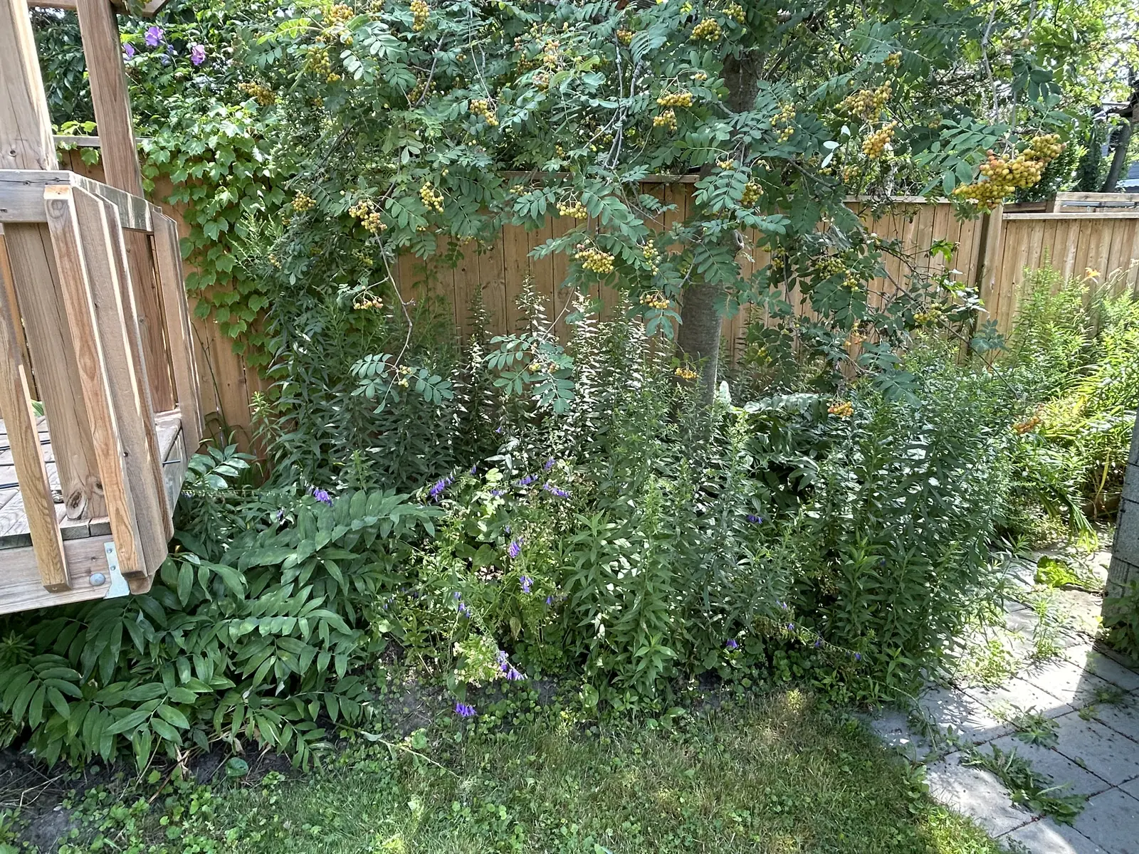 Overgrown front yard with weedy stone path